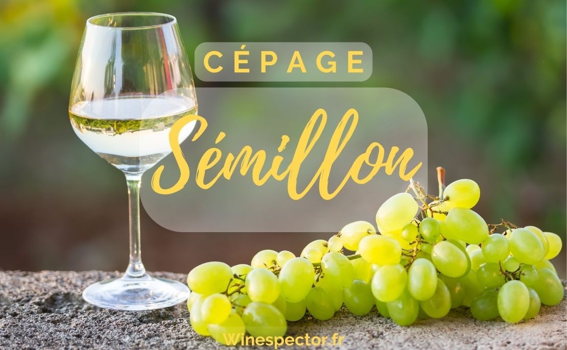 Sémillon