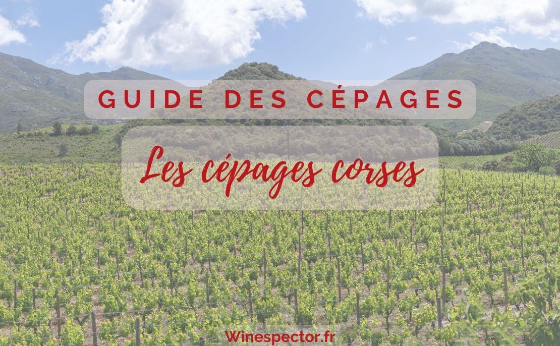 Les cépages corses