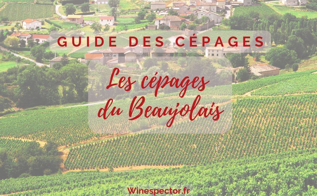 Les cépages du Beaujolais
