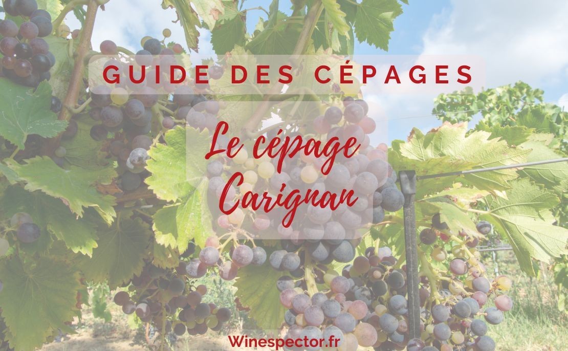 Le cépage Carignan