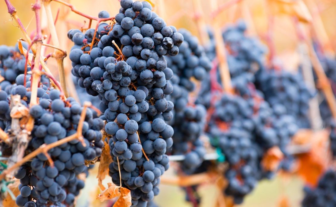 Tout savoir sur le cépage Syrah