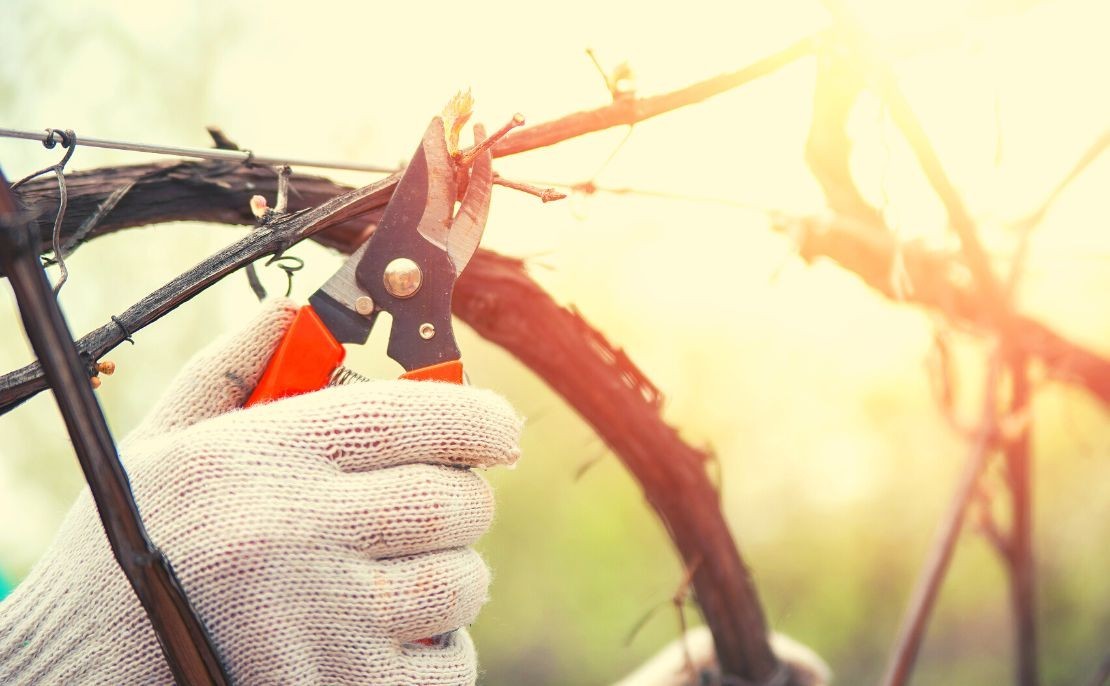 La taille de la vigne