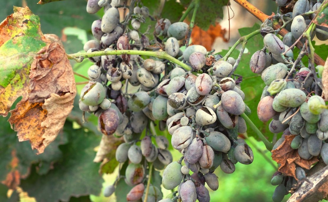 Les maladies de la vigne