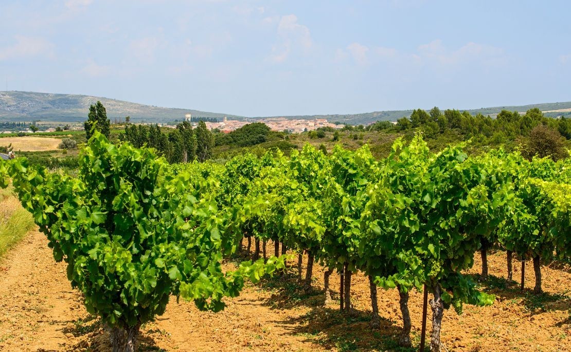 Connaissez-vous bien les vins du Roussillon?