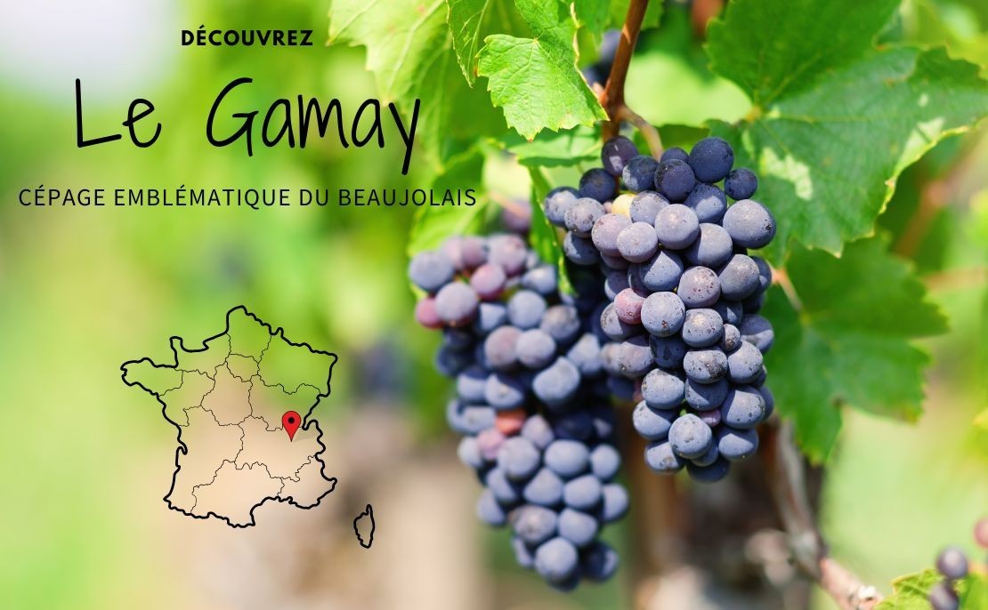 Le Gamay : du fruit, du fruit et encore du fruit