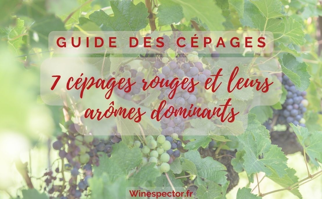 7 cépages rouges et leurs arômes dominants
